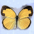 Grass yellow Eurena hecabe